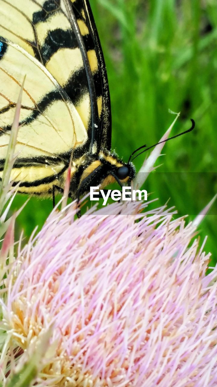 CLOSE-UP OF BUTTERFLY