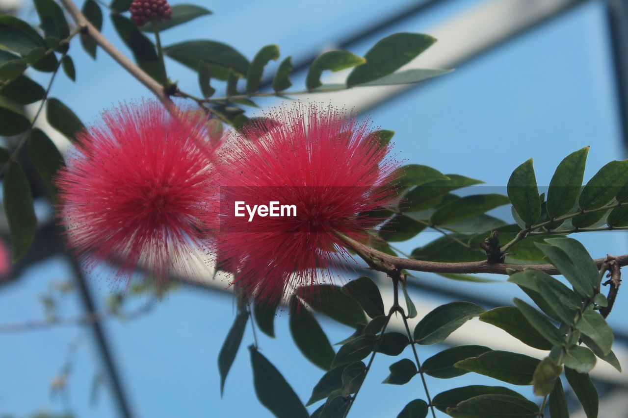 CLOSE-UP OF RED FLOWERS BLOOMING ON PLANT