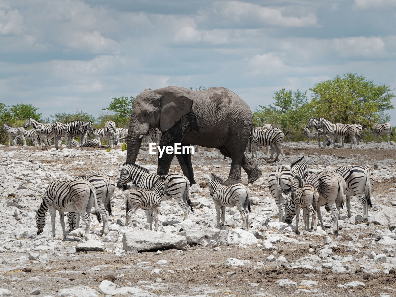 VIEW OF ELEPHANT DRINKING FROM LAND