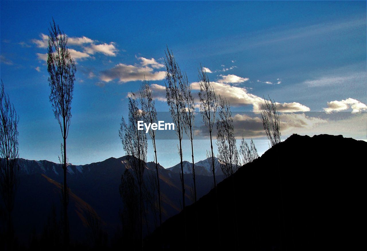 Low angle view of silhouette plants against sky