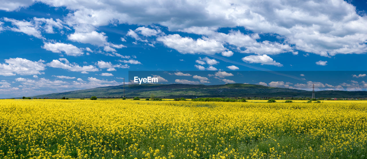 SCENIC VIEW OF YELLOW FIELD AGAINST CLOUDY SKY