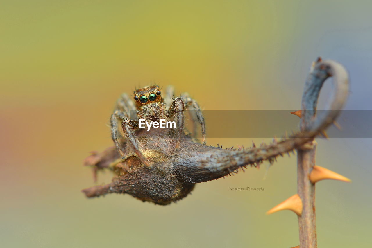 Closed up spider on dried rose bud