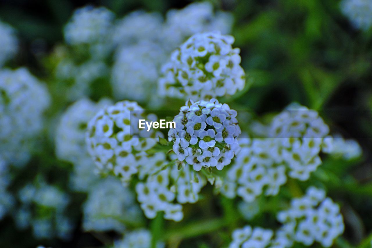 Close-up of white flowering plant