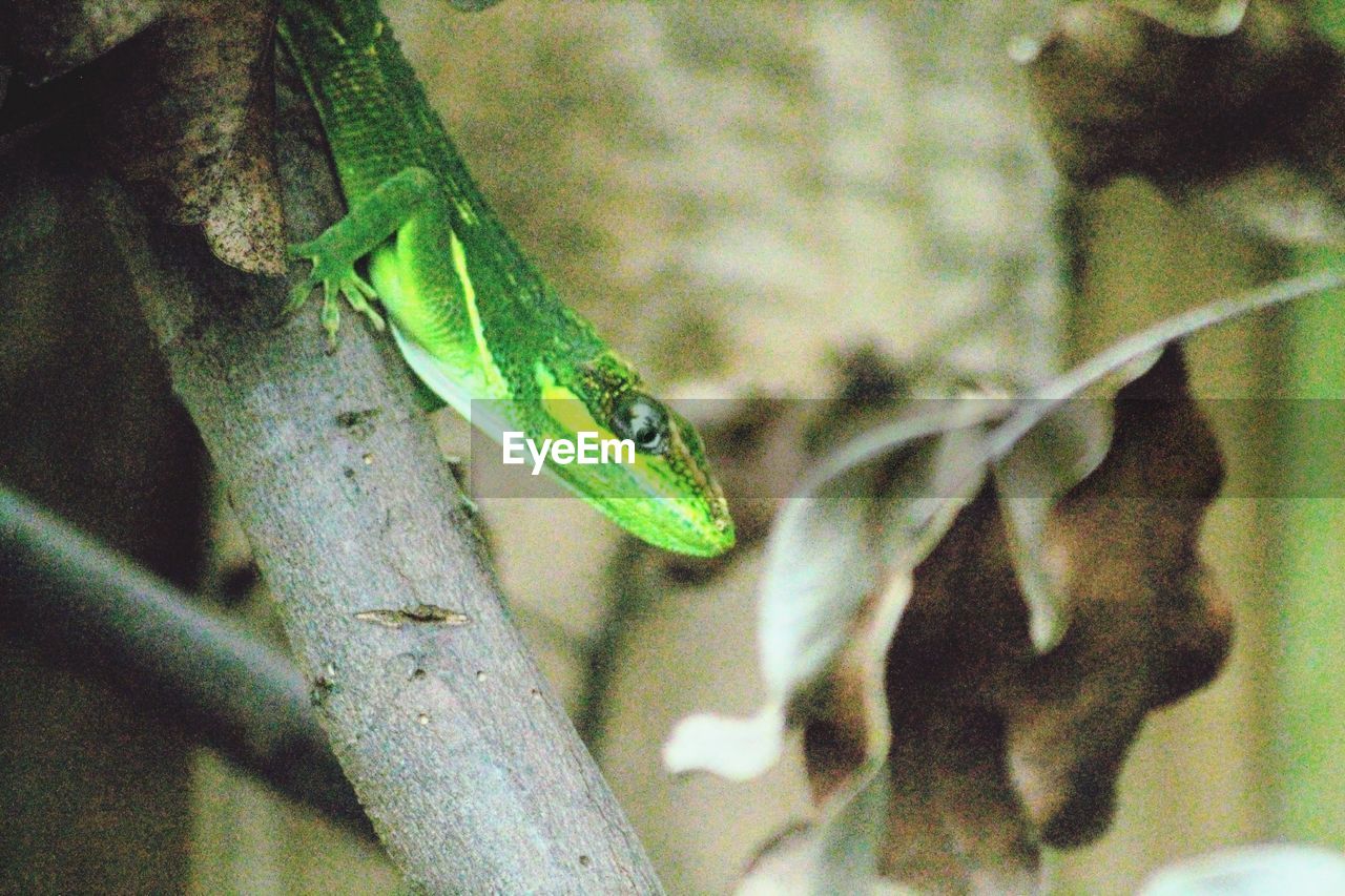 CLOSE-UP OF GREEN LIZARD ON TREE