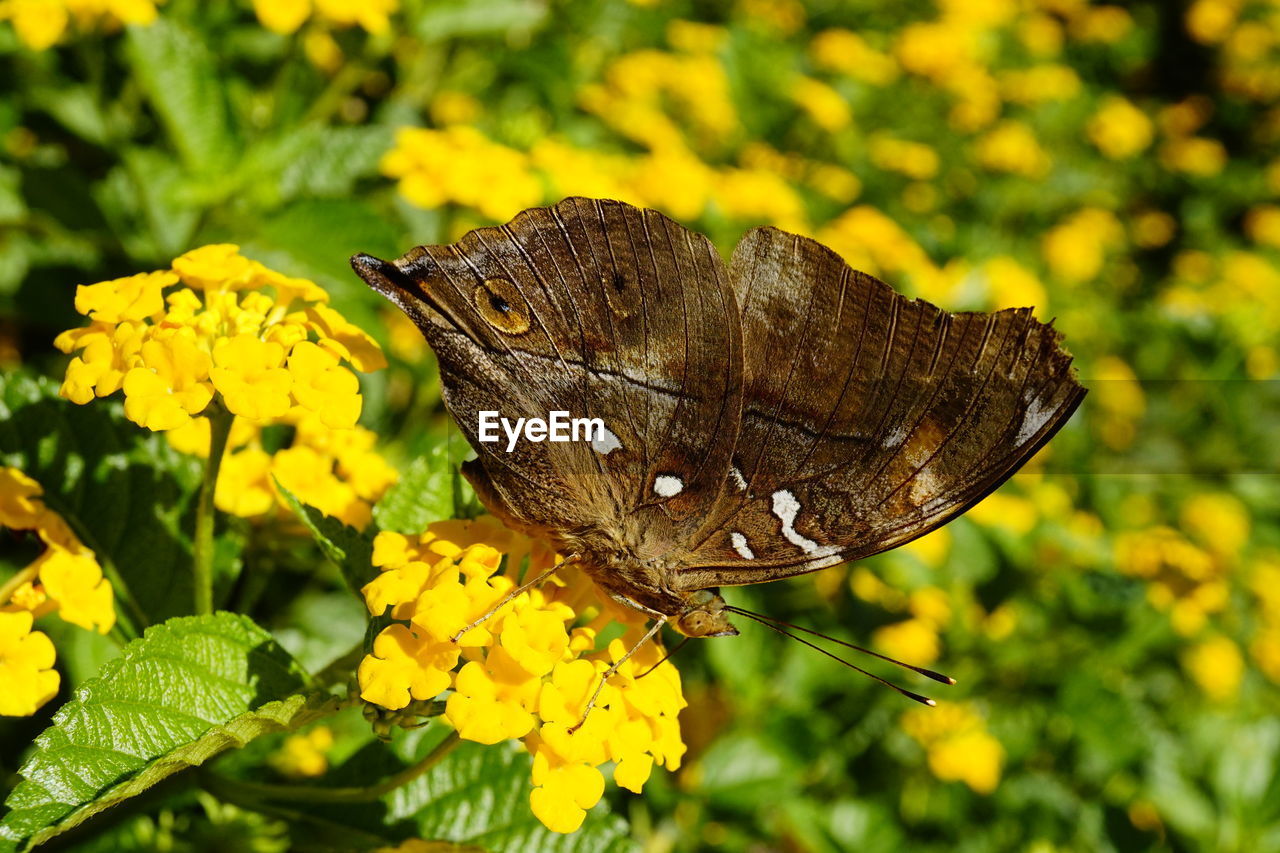 CLOSE-UP OF BUTTERFLY ON FLOWER