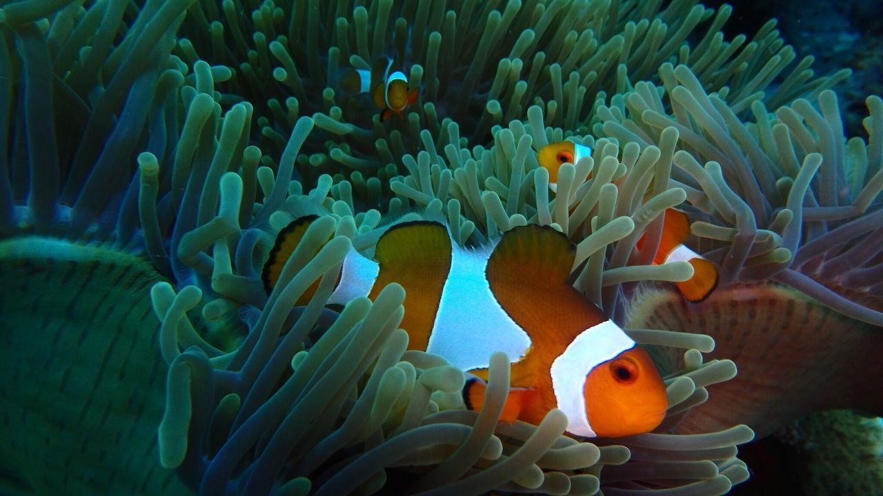 Meet underwater cute angel clown fish