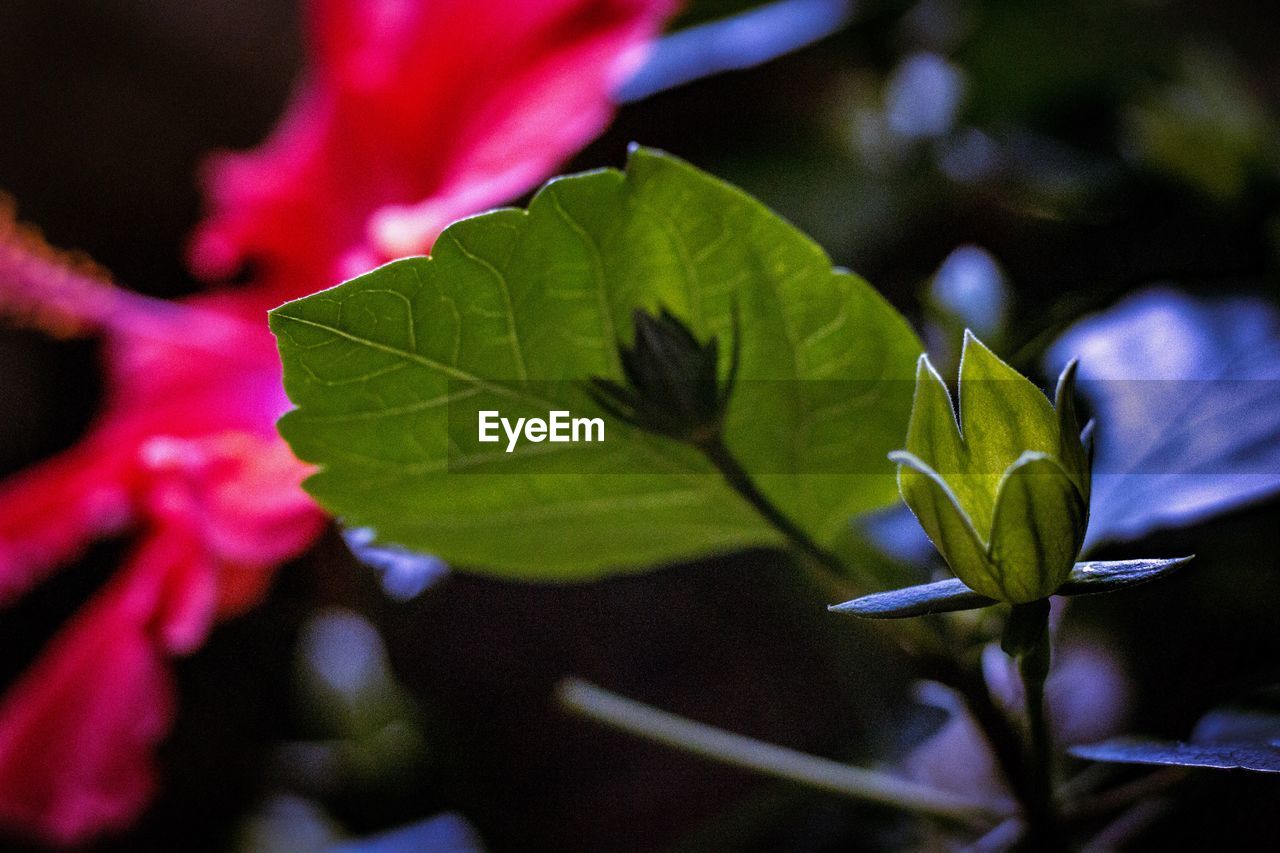 Close-up of green leaves on plant