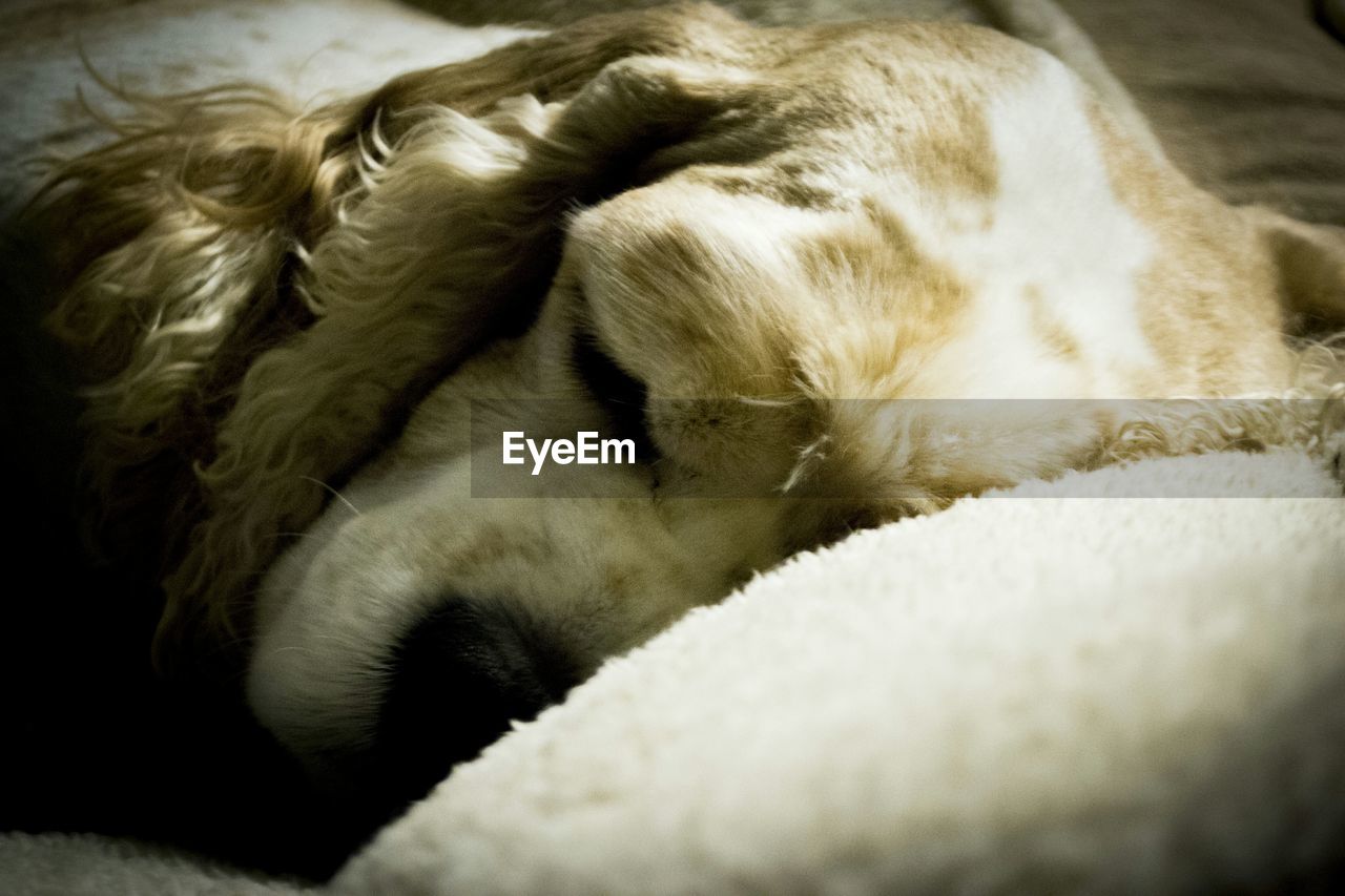 Close-up of cocker spaniel sleeping at home