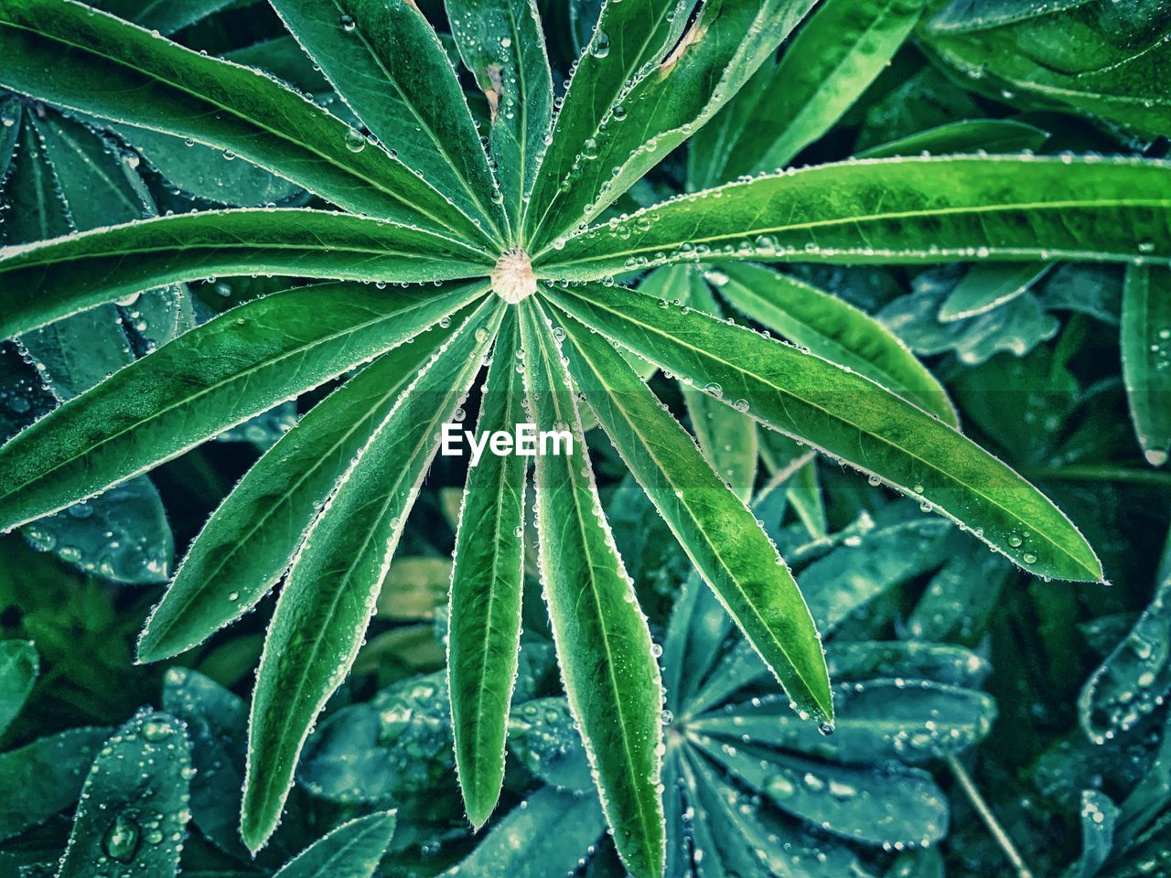 High angle view of wet plant leaves during rainy season