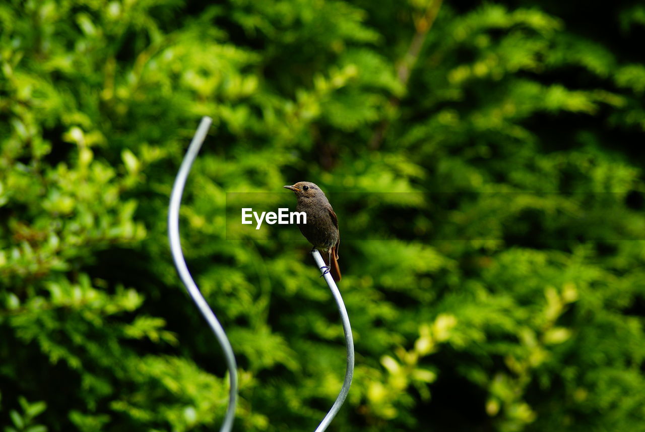 Close-up of restart bird perching on a plant