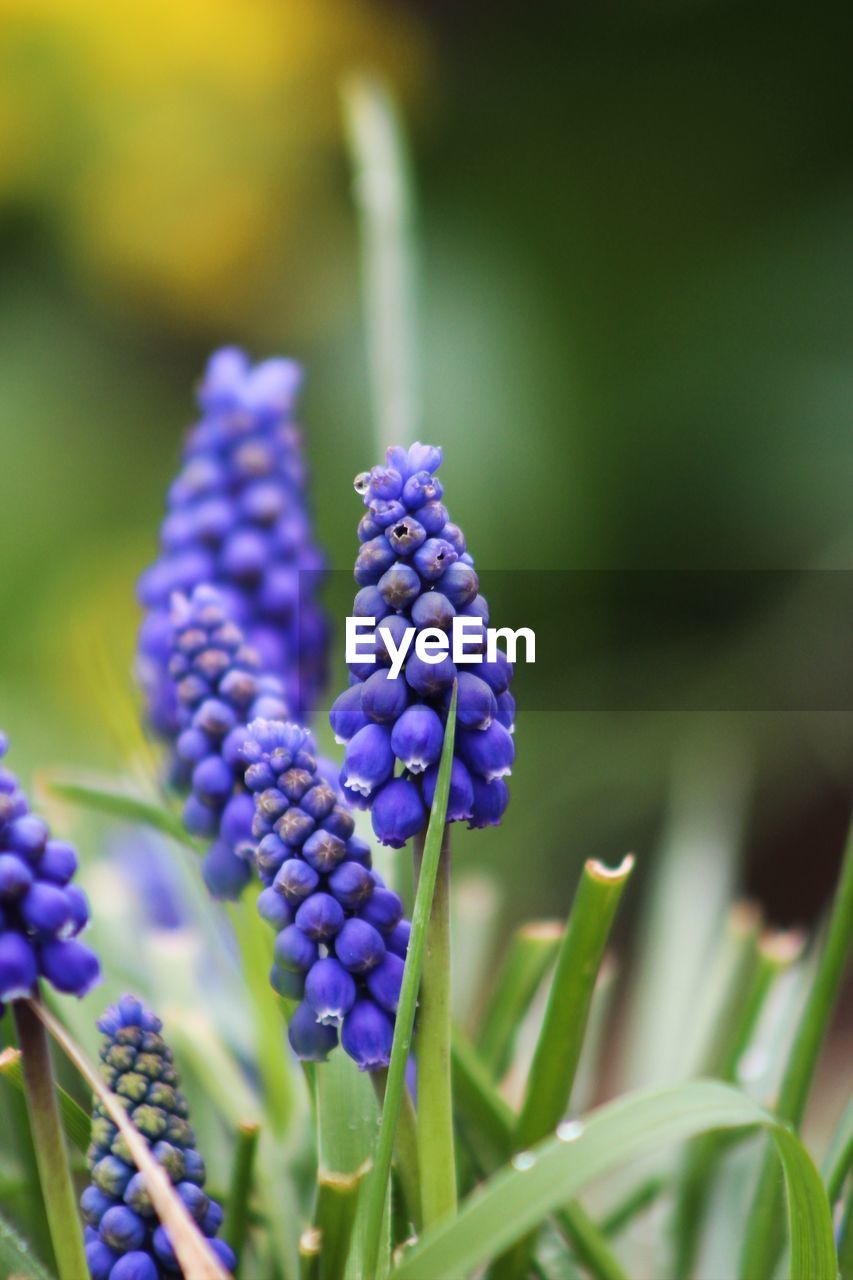 Close-up of purple flowering plants