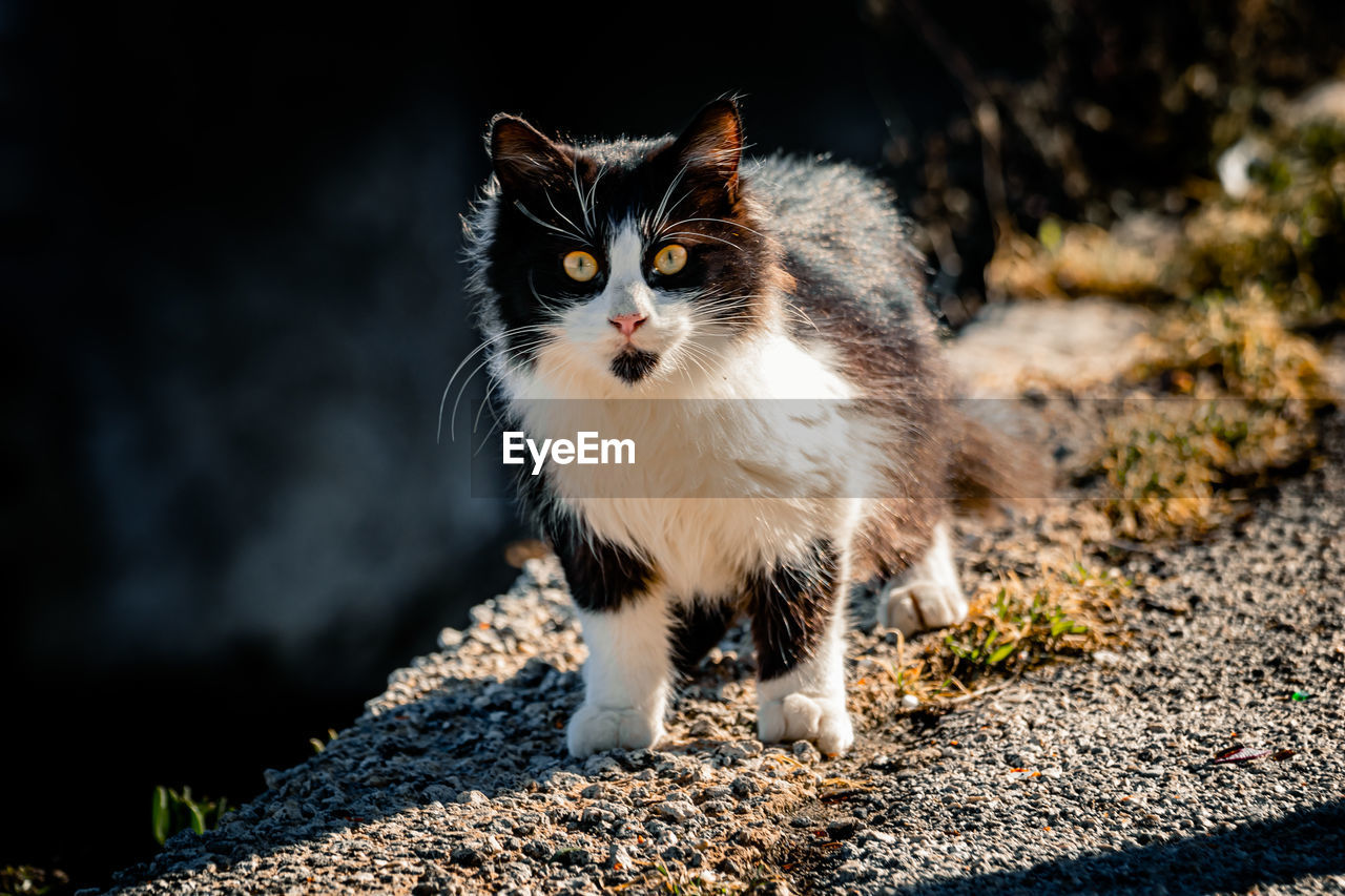 Close-up of a shocked young adult stray cat, at the quay of a harbor on the way to ortigia island.