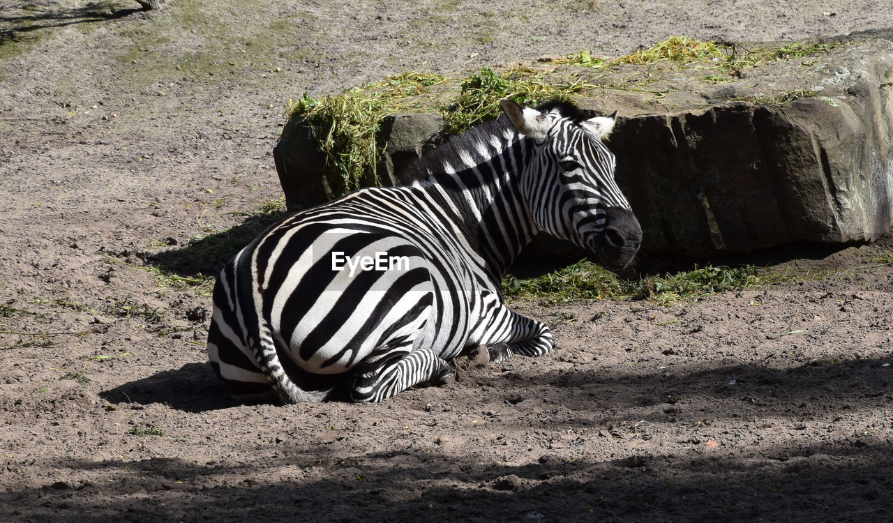 VIEW OF ZEBRA ON LAND