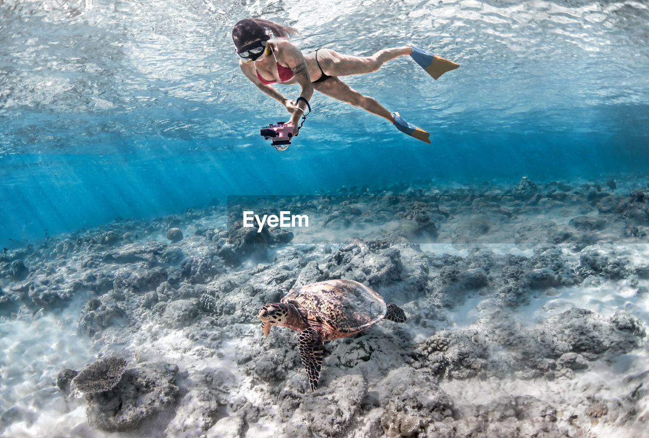 Full length of woman photographing turtle in sea