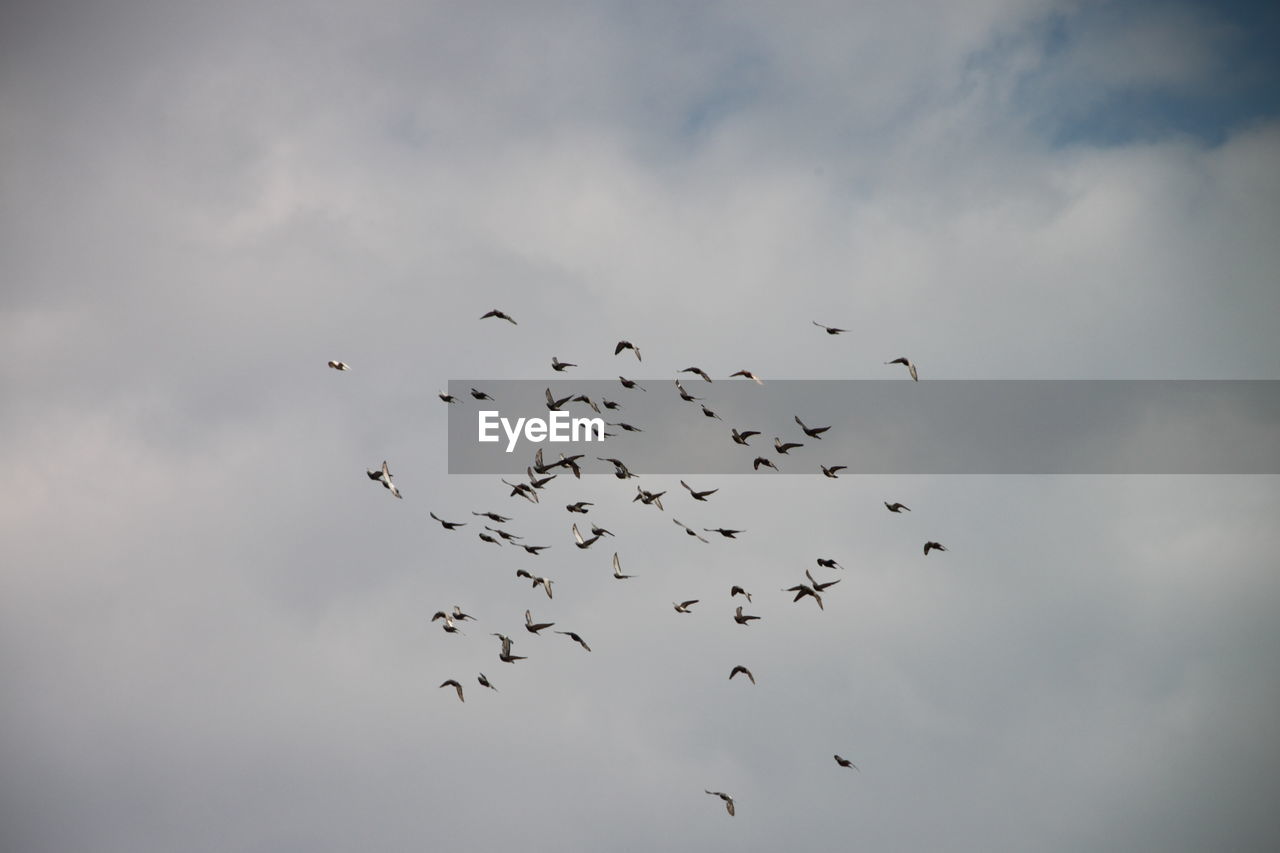 Low angle view of birds flying against sky