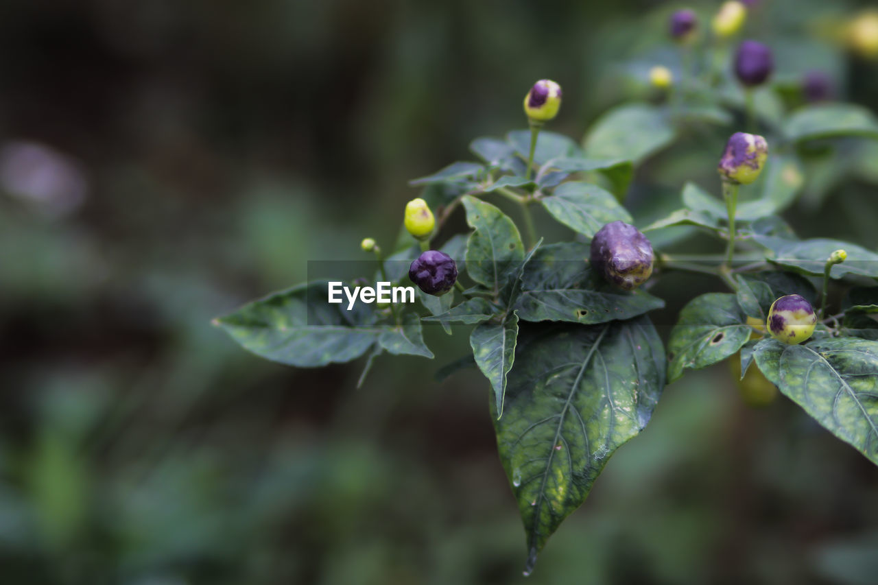 CLOSE-UP OF FLOWERING PLANT ON LEAF