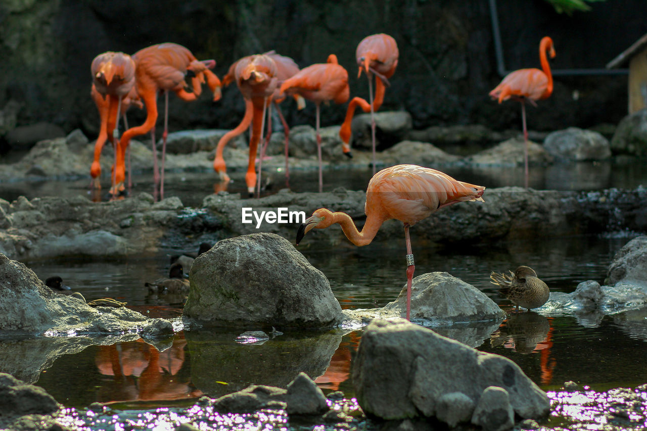 Flamingos in lake