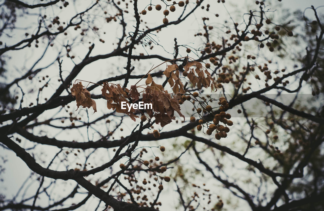 LOW ANGLE VIEW OF TREE LEAVES AGAINST SKY