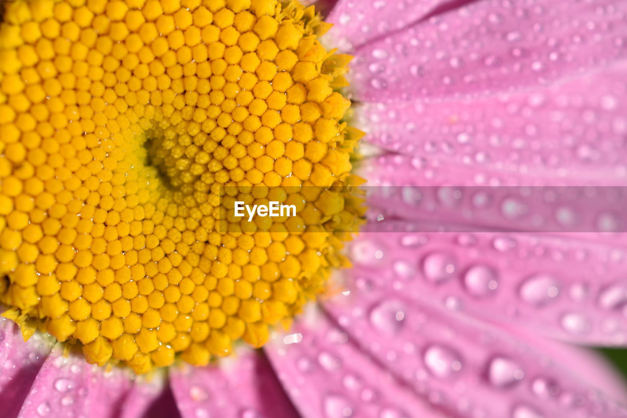 CLOSE-UP OF WATER DROPS ON PINK FLOWER