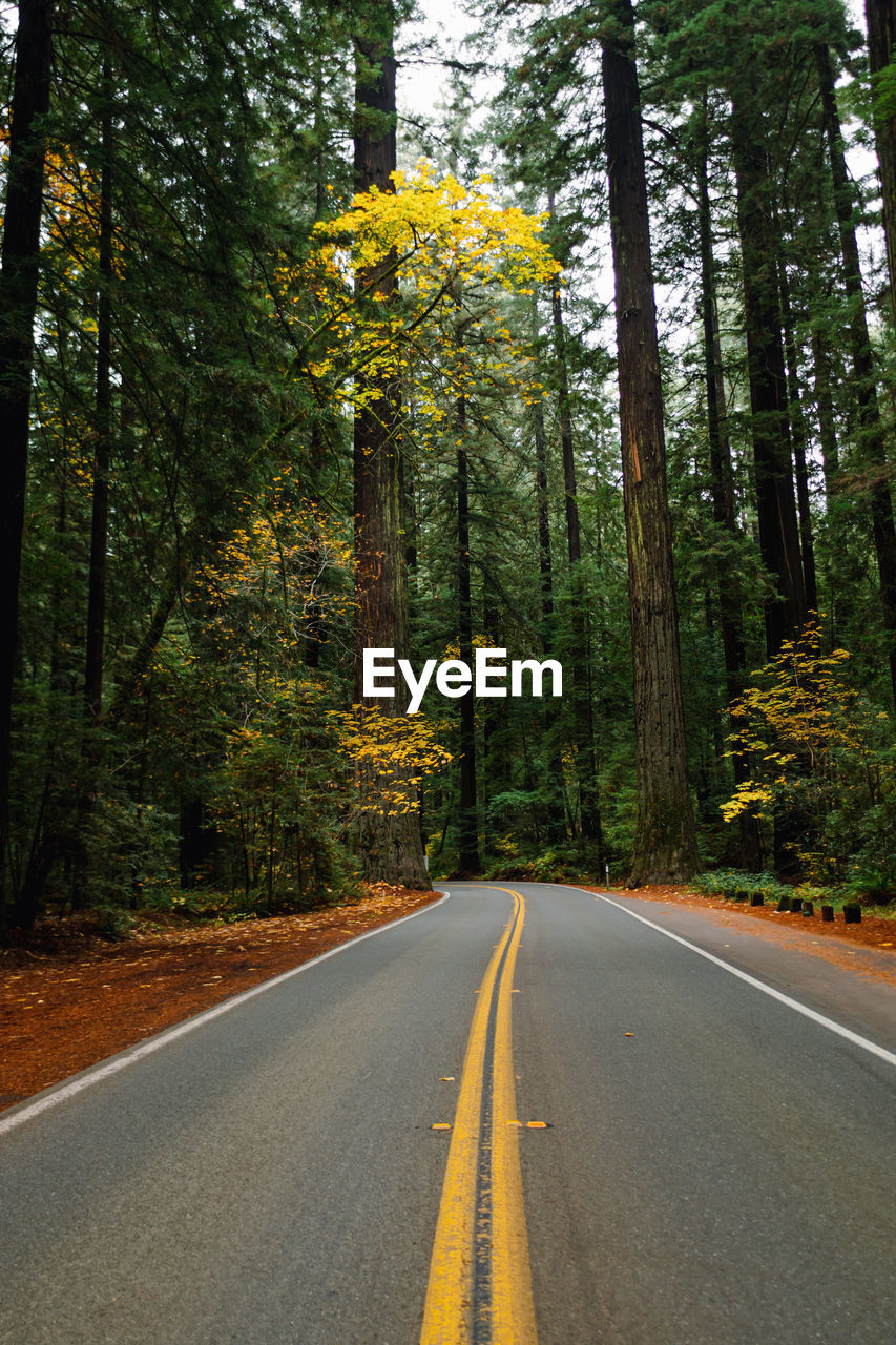 empty road amidst trees in forest during autumn