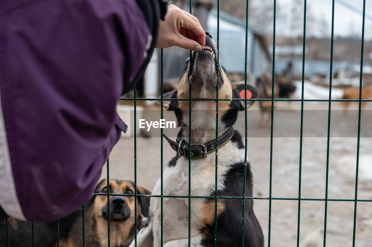 Homeless dog in a cage at a shelter. homeless dog behind the bars looks with huge sad eyes