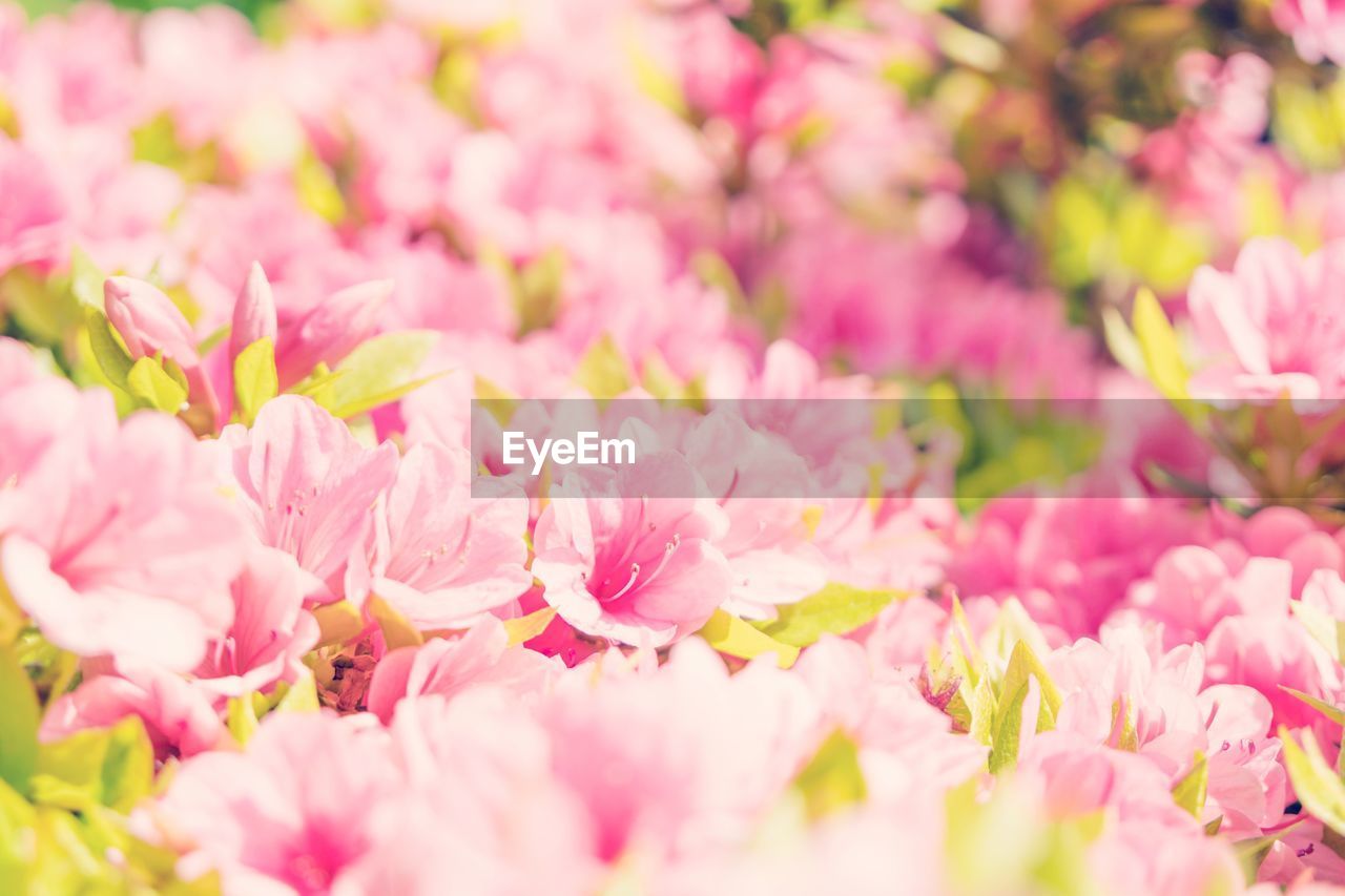 Close-up of pink flowers