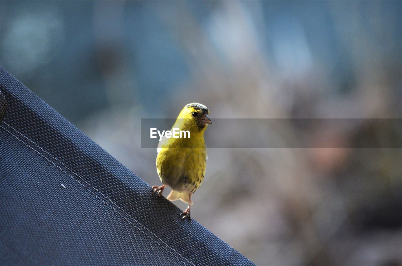 CLOSE-UP OF BIRD PERCHING ON A METAL