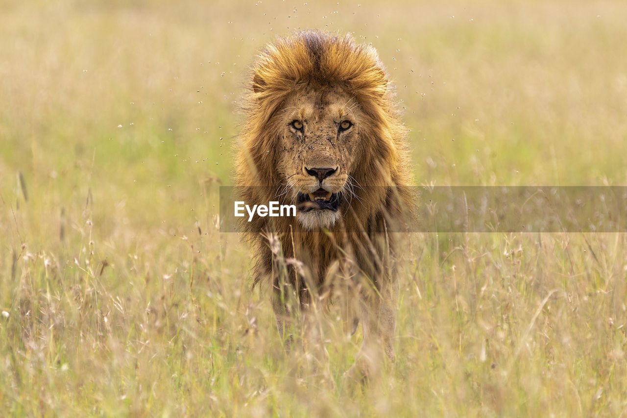 Portrait of a lion walking in the grasslands 