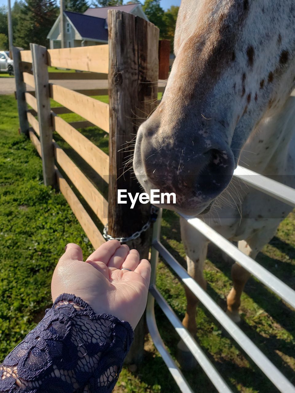 MIDSECTION OF PERSON WITH HORSE IN MOUTH