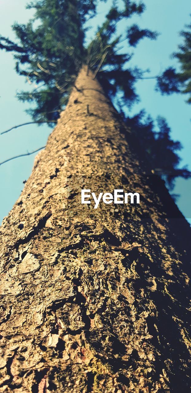 LOW ANGLE VIEW OF TREE TRUNK