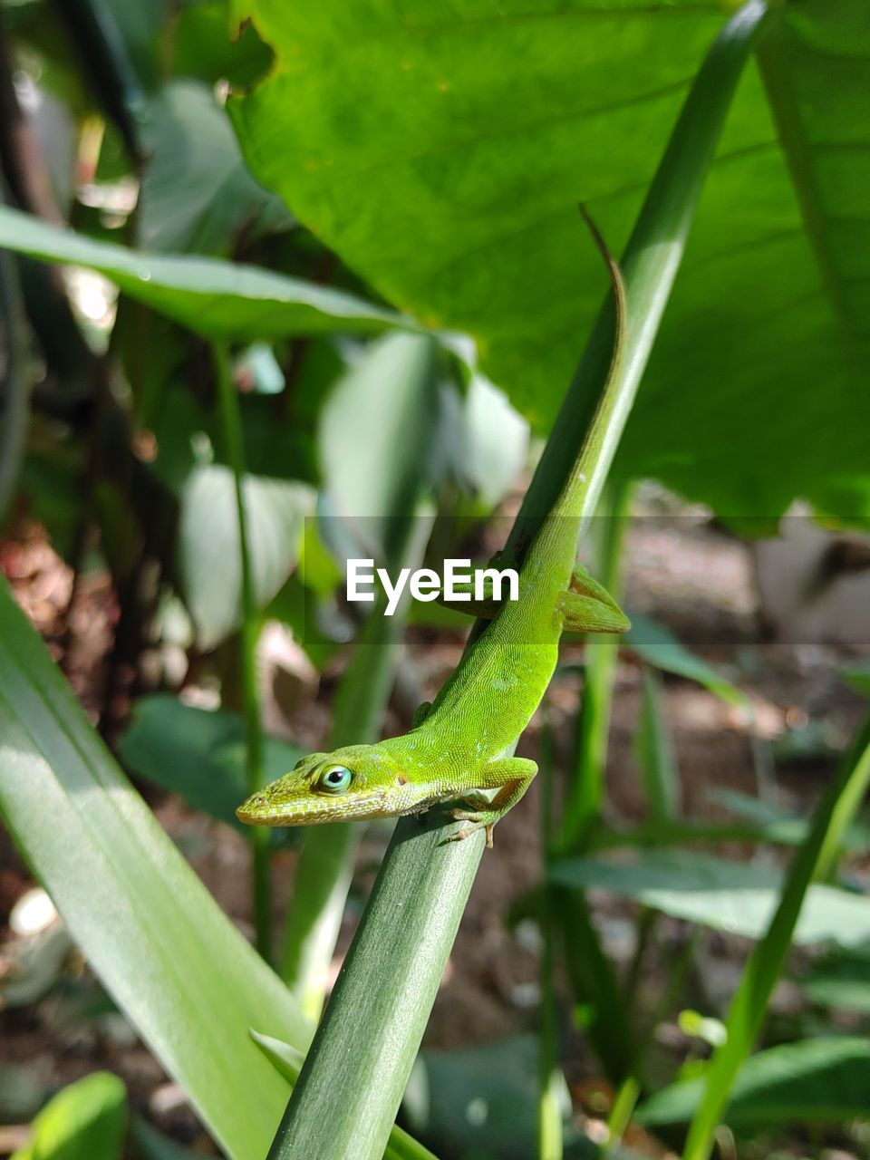 Close-up of lizard on leaf