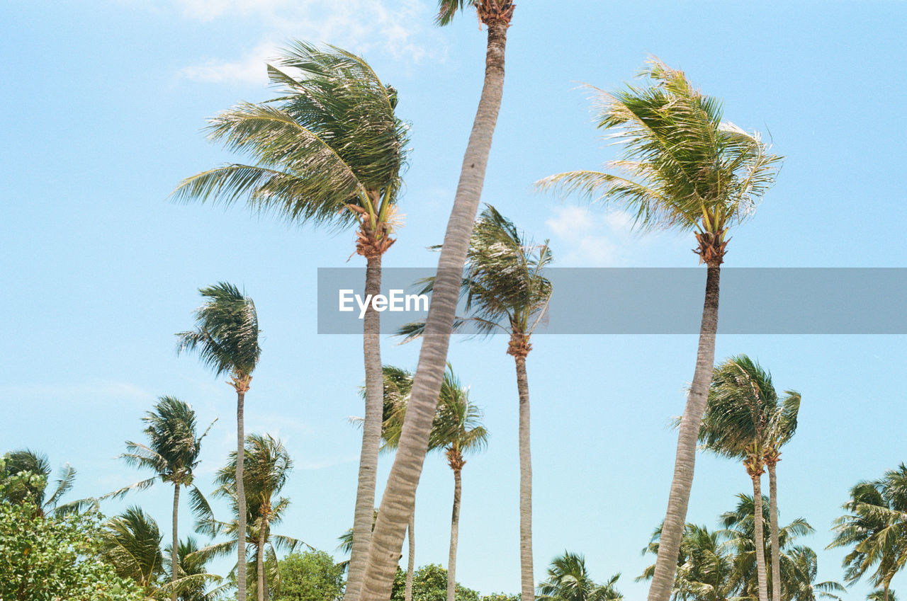 Low angle view of coconut palm trees against sky