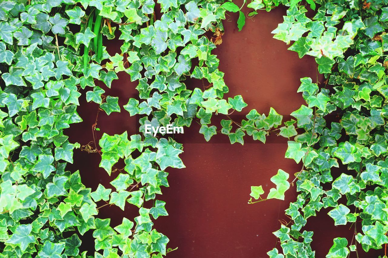 High angle view of creeper plant on field