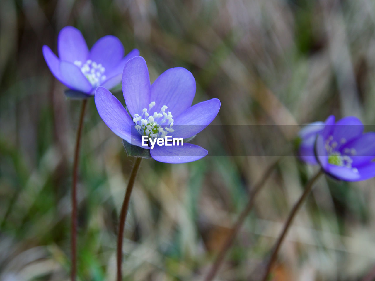 Close-up of purple crocus flowers