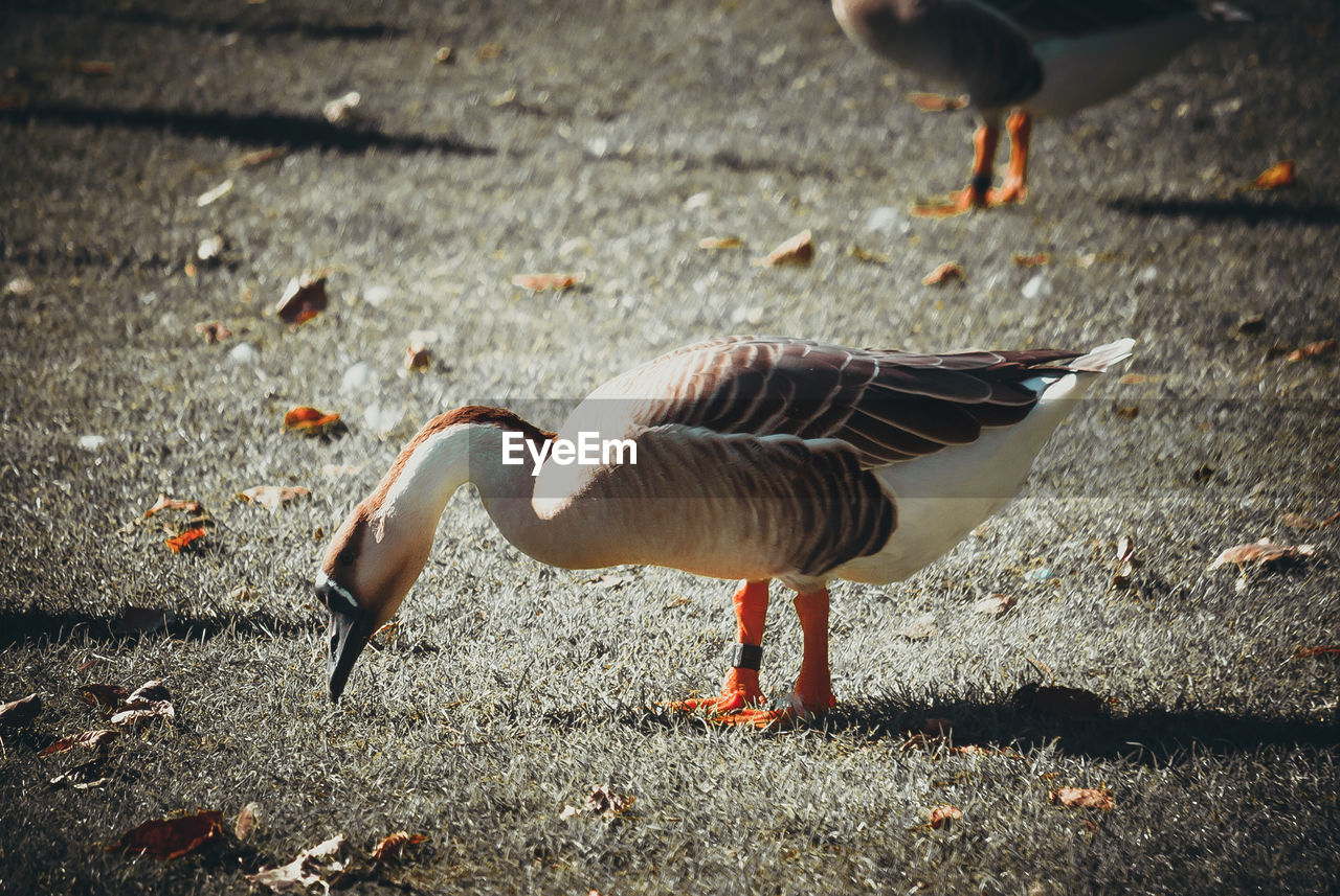 SIDE VIEW OF A BIRD ON THE GROUND