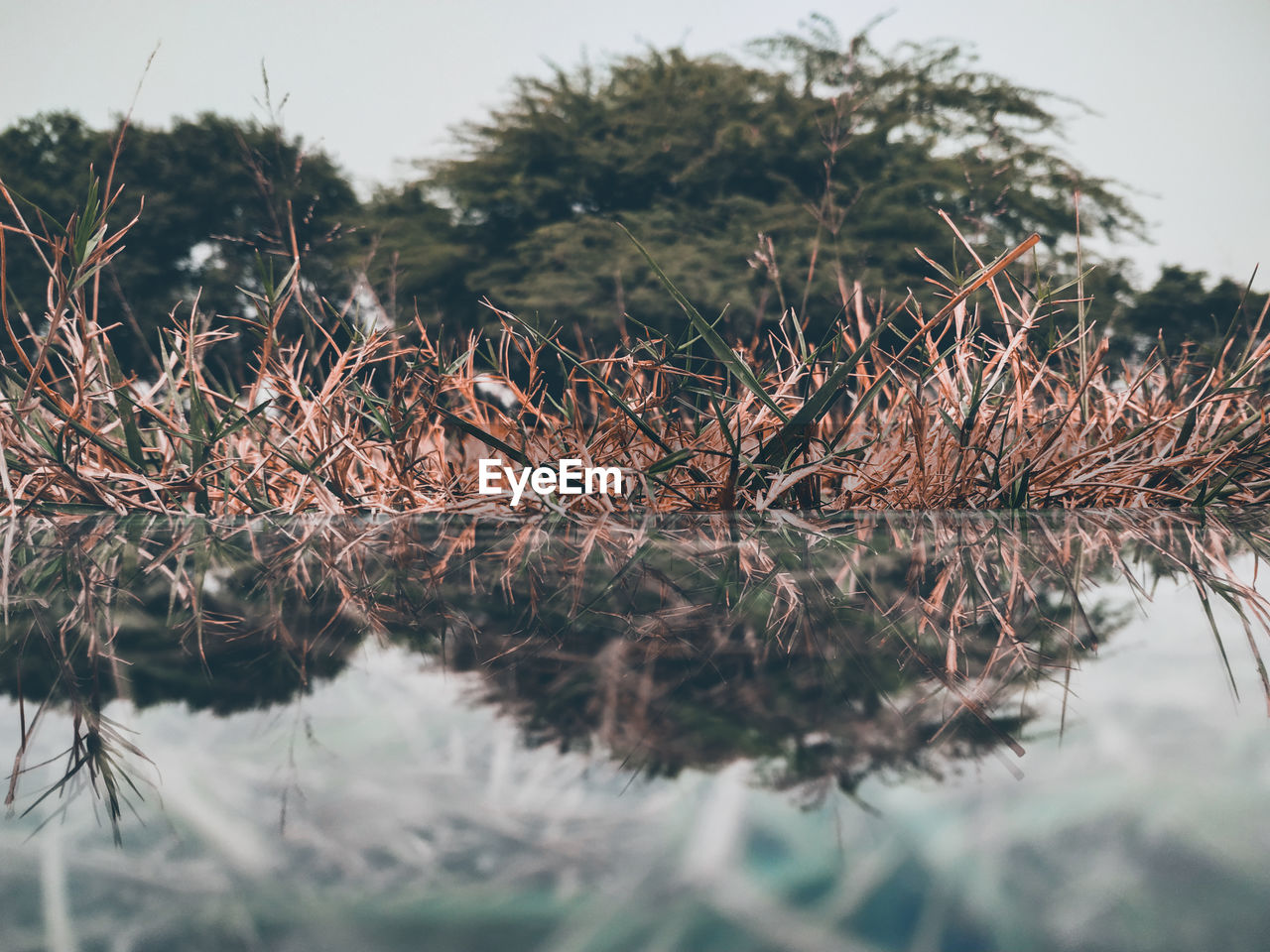 Close-up of plants against calm lake