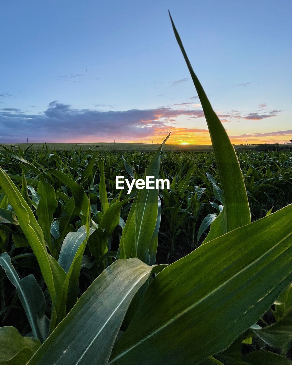 Corn leaves at sunset. natural background theme