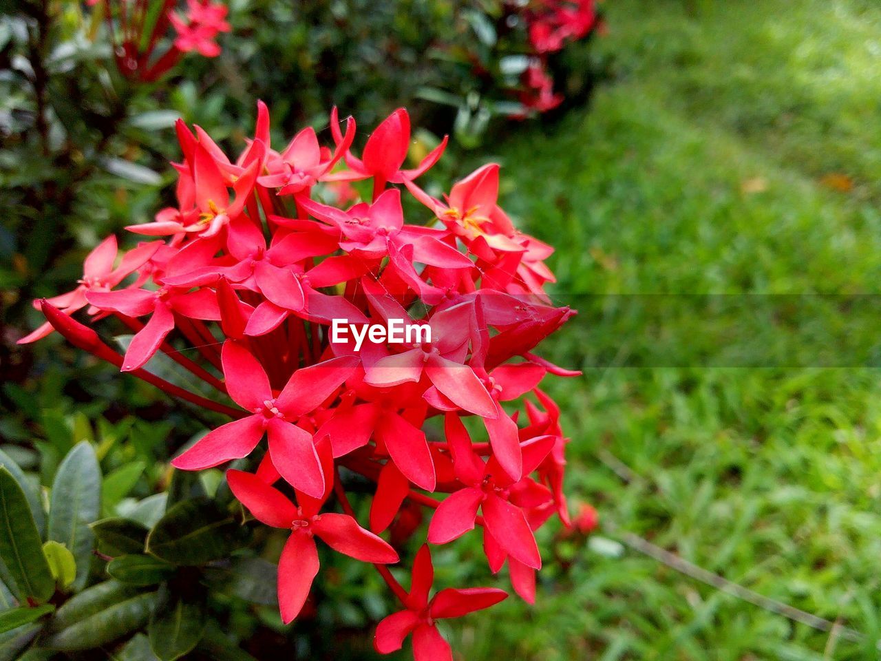 High angle view of red flowers on field