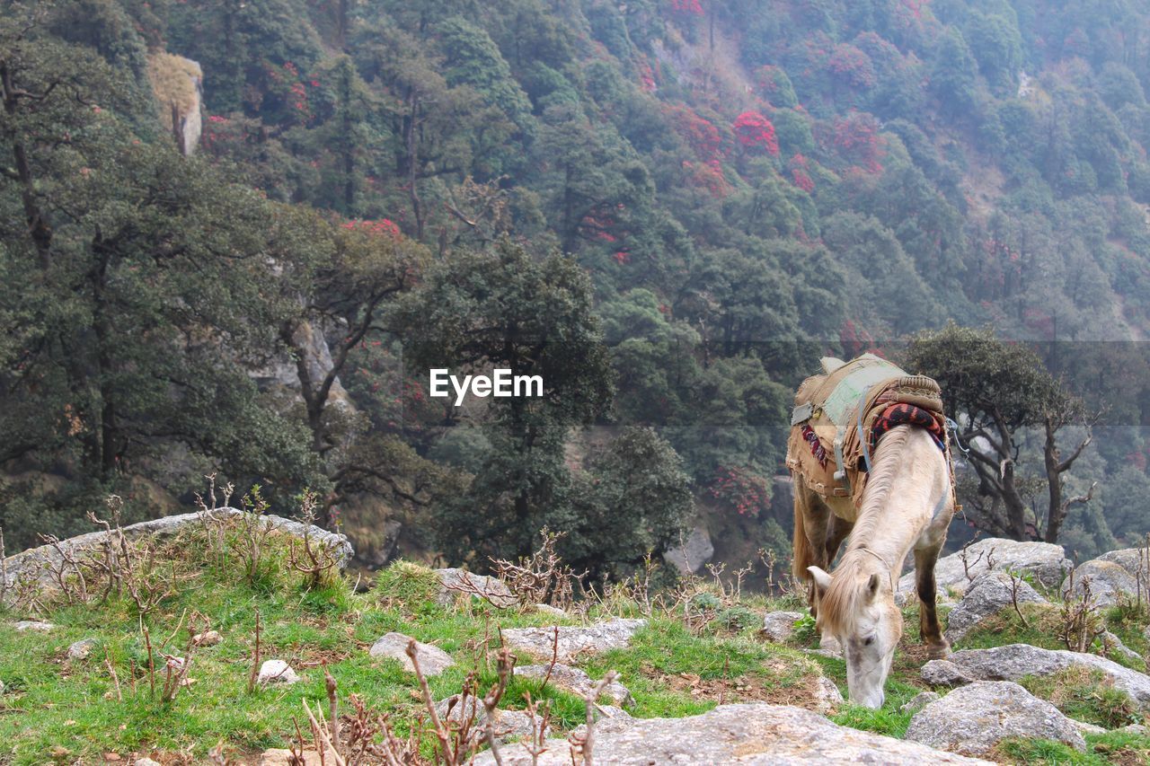 View of a horse on mountain