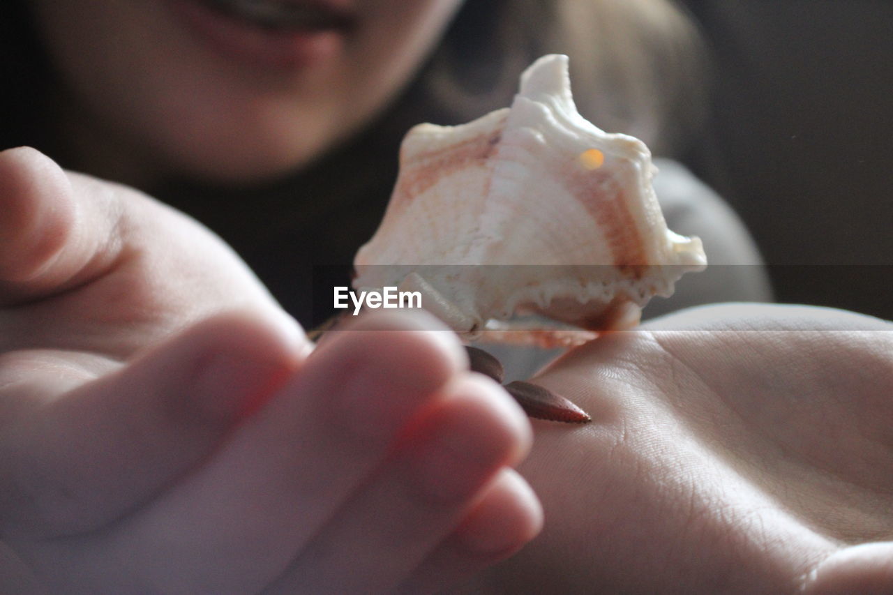 Close-up of hand holding hermit crab