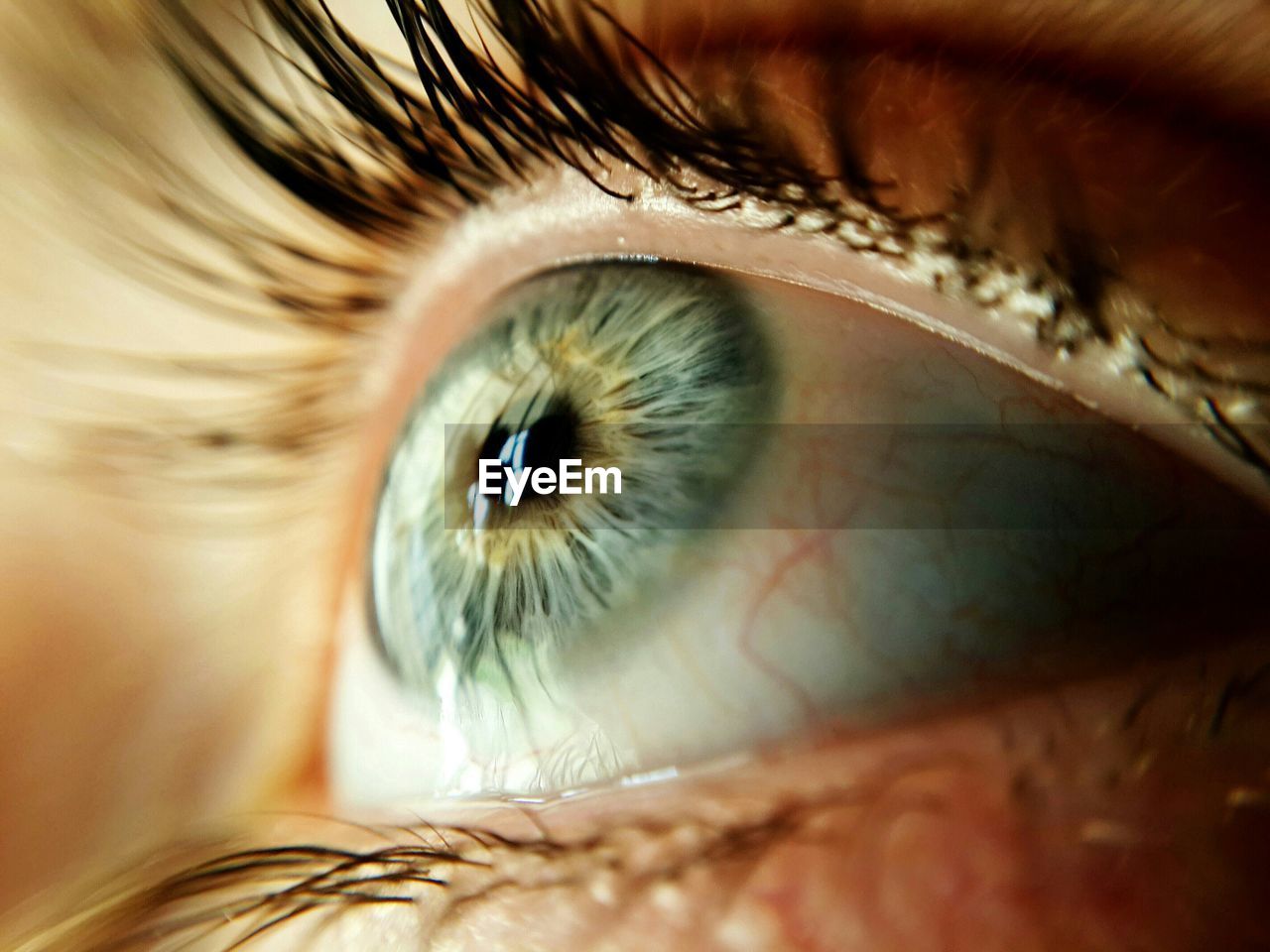 Extreme close up of human eye