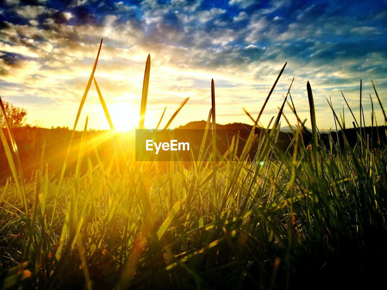 CLOSE-UP OF GRASS GROWING IN FIELD AGAINST SKY DURING SUNSET