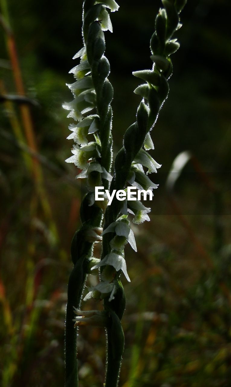 CLOSE-UP OF SPIKED PLANT