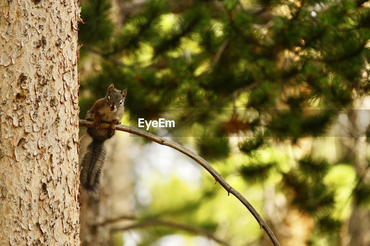 VIEW OF SQUIRREL ON TREE TRUNK