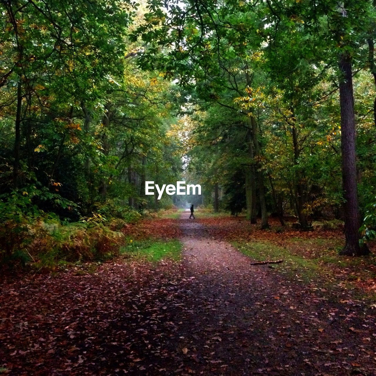 Beautiful view of trees and street during autumn