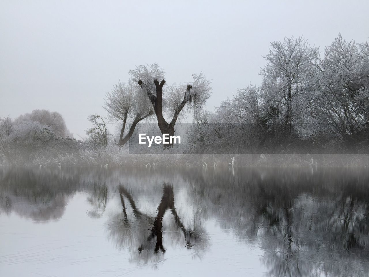 VIEW OF BARE TREES IN LAKE