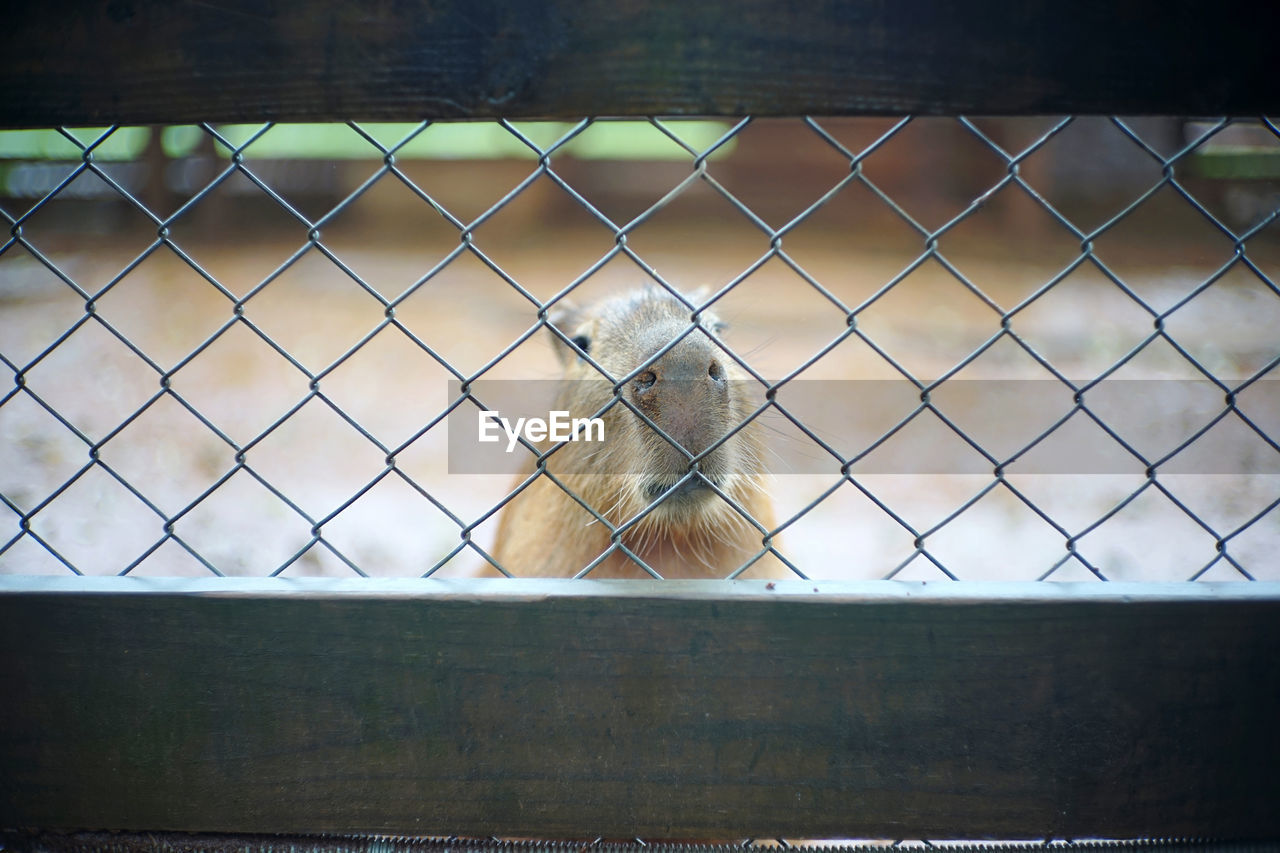 one animal, fence, animal themes, animal, no people, mammal, wall, light, architecture, window, day, reflection, animal wildlife, security, outdoors, protection, metal, art, nature, wildlife