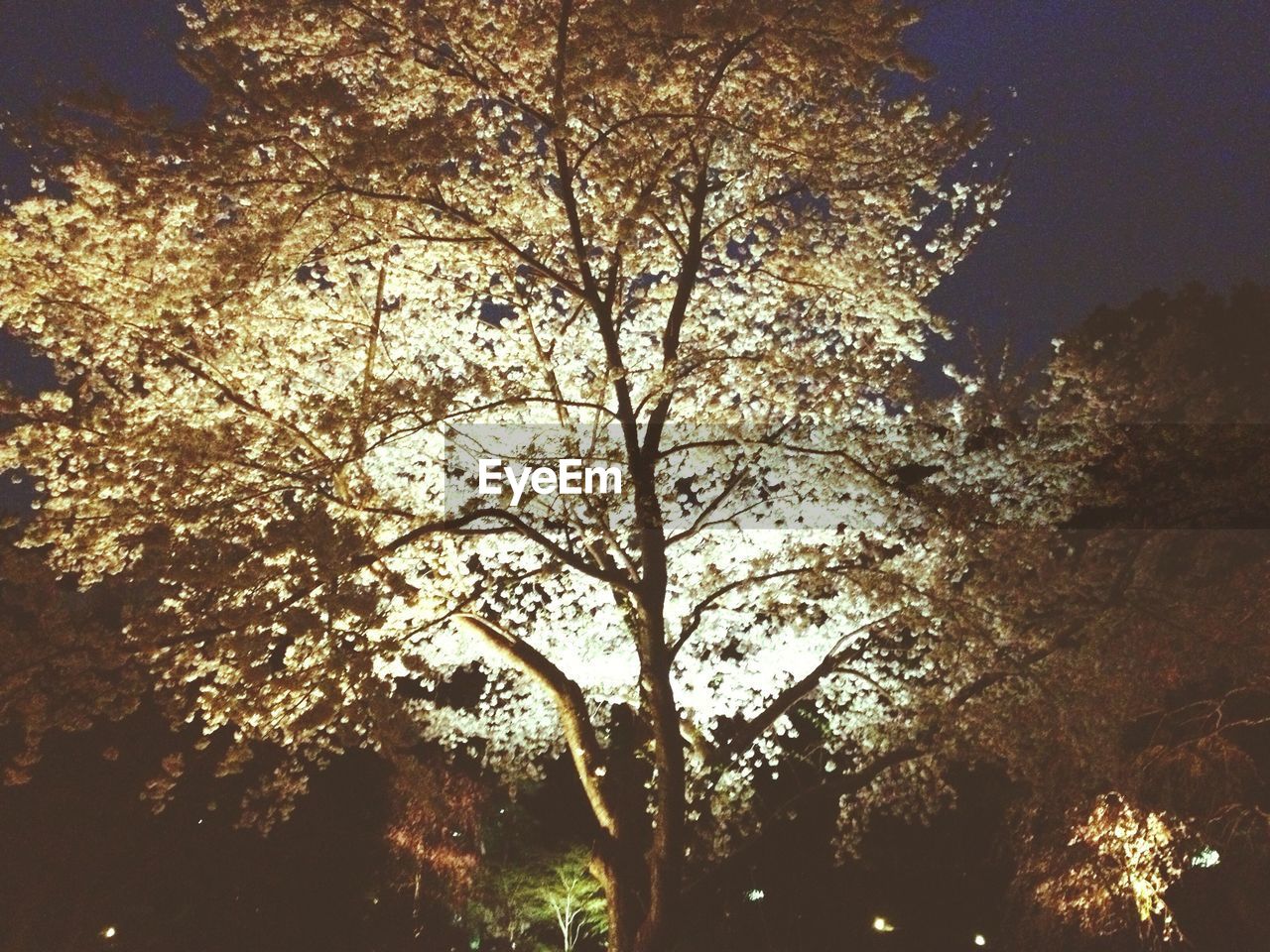 LOW ANGLE VIEW OF TREES AGAINST SKY AT SUNSET