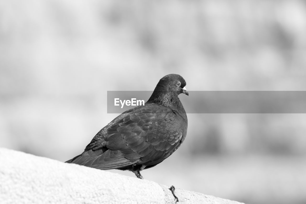 Side view of pigeon perching on retaining wall
