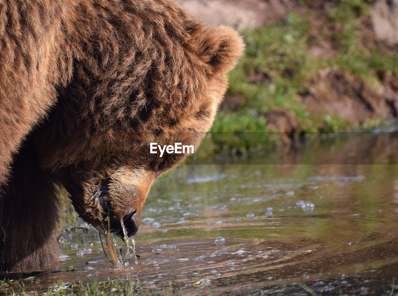 Close-up of grizzly bear drinking water from pond